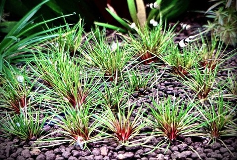 UNIKAT Centrolepis drummondiana Blood Vomit, sadzonka ok 1-3 cm, podwodna