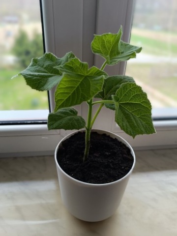 Sadzonki drzew tlenowych Paulownia 