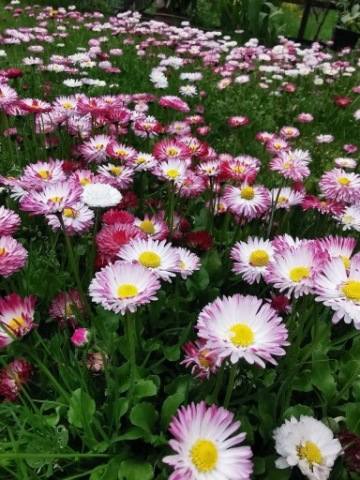 Stokrotka łąkowa mix kolor - 1g nasion 