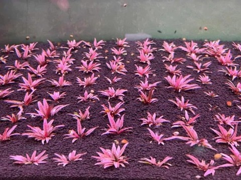 Blackweekend Kryptokoryna Flamingo Cryptocoryne