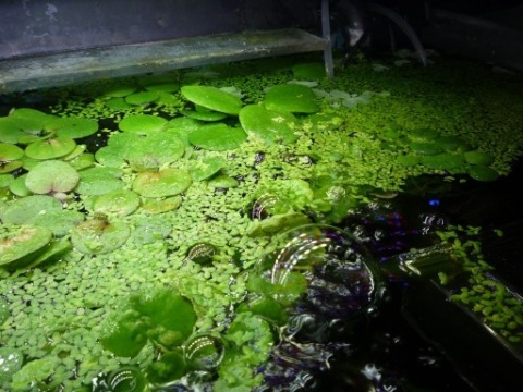 3 Porcje rzęsy w cenie 2 (1litr)+GRATIS