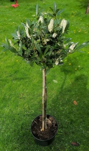 Laurowiśnia NOVITA NA PNIU 90-110 cm