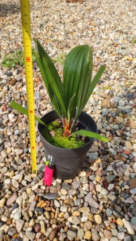 Rhapidophyllum Hystrix Palma Igłowa 1szt. + Trachycarpus Tesan 1 szt.