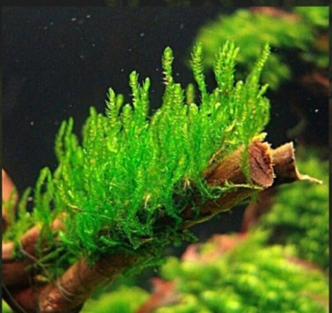 Mech Flame moss Taxiphyllum sp.pionowy dużo