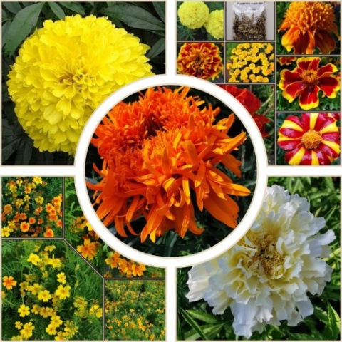 Aksamitka - MEGA KOLEKCJA 