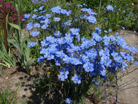 Len trwały - Linum perenne ponad 200 nasion