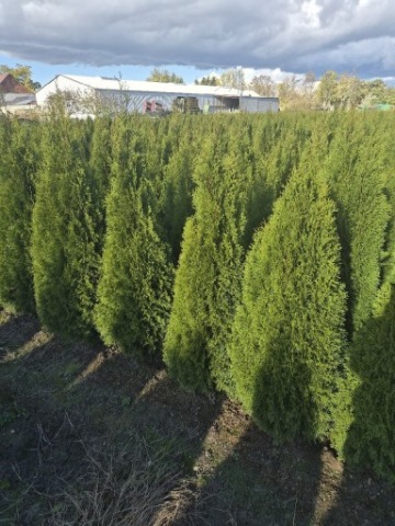 TUJA SZMARAGD 170-180cm