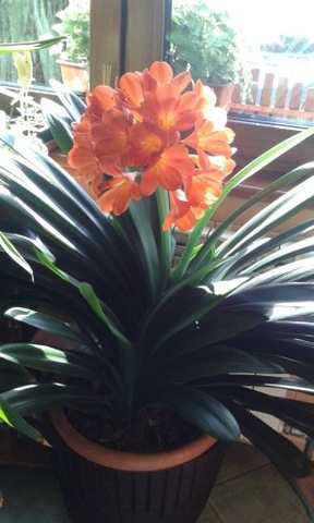 Kliwia duży kwiat doniczkowy