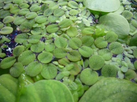 Salvinia natans 100 szt(3-3,5cm).=11 zł+GRATIS