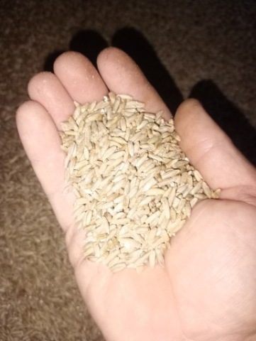 Żyto jare Żyto jare Bojko