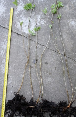 Jarzębina-Jarząb pospolity-sadzonka