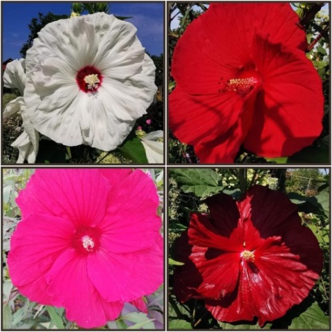 Hibiskus bagienny MIX KOLOR- olbrzymi kwiat- PROMOCJA 