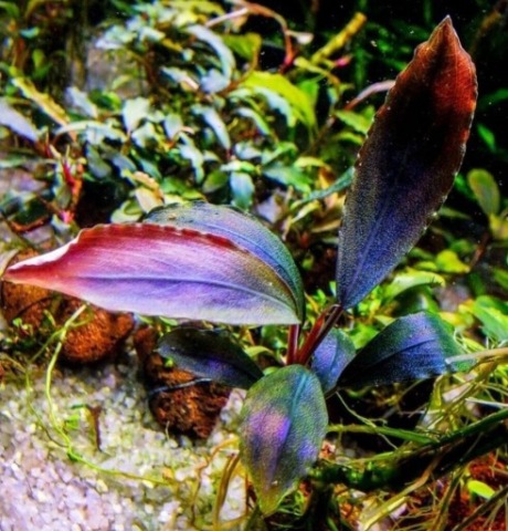 Zwariowałem Bucephalandra. Bucka. Bucephalandre  klasa A zawsze piękna!