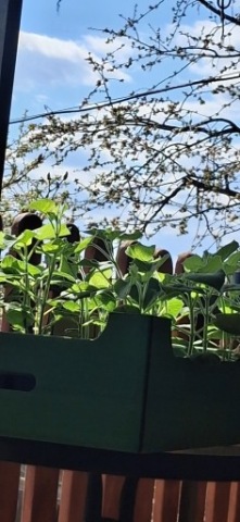 Sadzonki drzew tlenowych paulownia