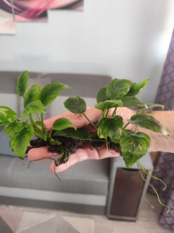 Anubias  przyrośnięty do korzenia 