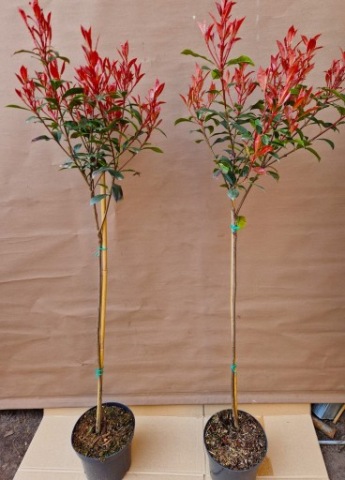 GŁOGOWNIK CARRE ROUGE na pniu 100-110 cm ROZKRZEWIONY