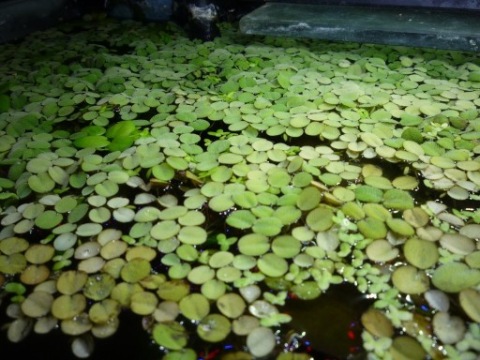 Salvinia natans 100 szt.=28 zł