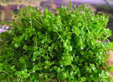 Trawnik Micranthemum Monte Carlo najwięcej i najtaniej na Allegro!!