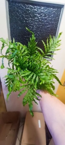 Bolbitis XXL duże drzewo Paprotka, paproć do akwarium lub terrarium emers