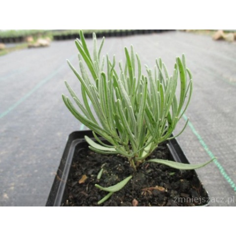 Lawenda Grosso- królowa plantacji