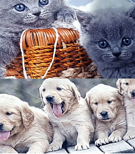 Kubuś угловой диван Детский диван GUARD QUAD CATS