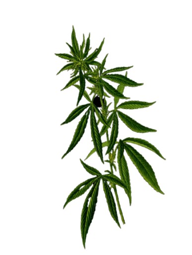 Cannaderm Intime Эмульсия для интимной гигиены 5%