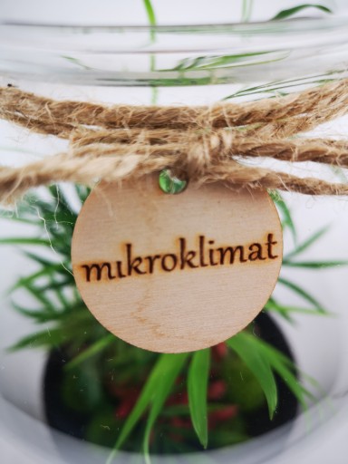 Лес в баночке МикроКлимат - Хамедора, фиттония.