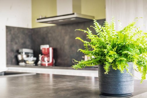 Удобрение Planton Z для зеленых растений 200г