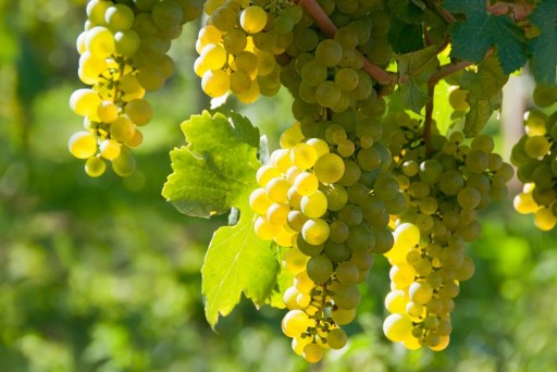 УДОБРЕНИЕ ДЛЯ ВИНОГРАДА, СМОРОДИНЫ, МАЛИНЫ И ЕЖЕВИКИ 1,2 КГ