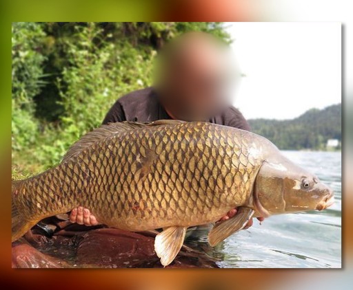 КАТУШКА MISTRALL ZAXO CARP FRD 5000