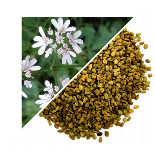 KOZIERADKA NASIONA 500 G - LUBELSKI ZIELNIK