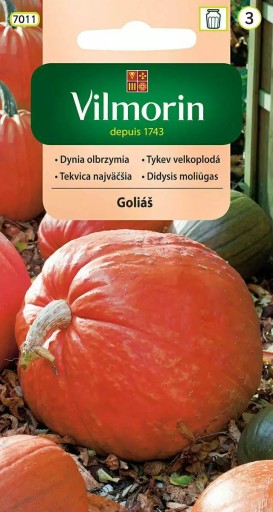 Dynia olbrzymia Golias 3g Vilmorin