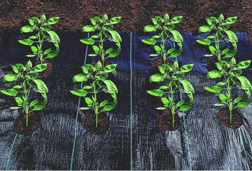 AGROTKANINA Z OTWORAMI POD SAŁATĘ OGÓRKI CEBULE CZOSNEK ITP 1,10 X 10m Z UV