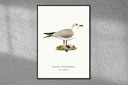 Pliszka Grey Birds Plic