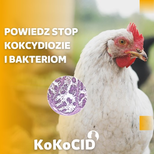 KokoCid zakwaszacz anyż dla drobiu kur niosek 1 kg