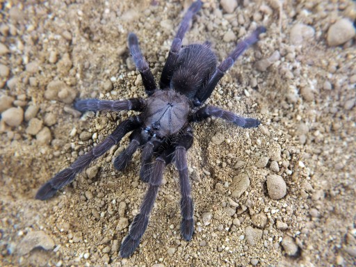 Thrigmopoeus truculentus (SpidersForge)