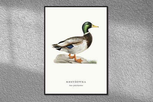 Pliszka Grey Birds Plic
