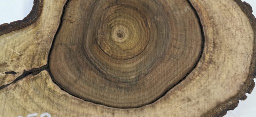 Столешница небольших размеров Slice 56x41 из ореха