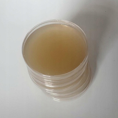 Shiitake – PŁYNNA GRZYBNIA 10ml