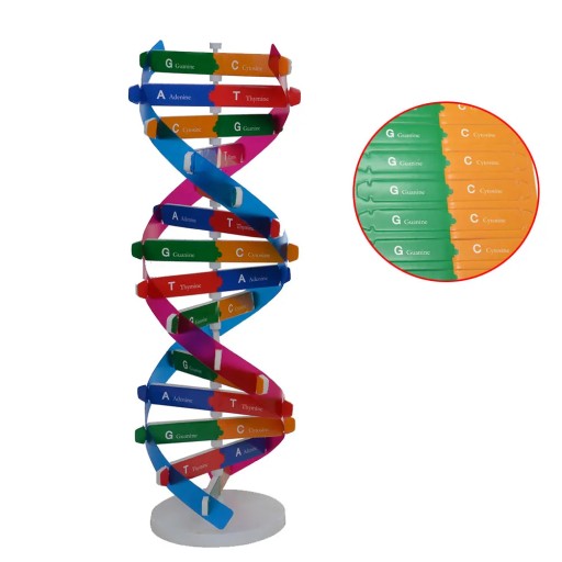 ПОДАРОК ​​НА ДЕНЬ РОЖДЕНИЯ КВАРТИРА МОДЕЛЬ DOUBLE HELIX DNA