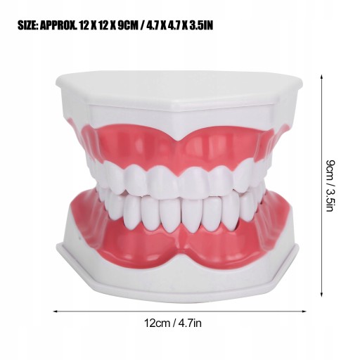 ДЕНТАЛЬНАЯ МОДЕЛЬ MAXILLA DENTAL