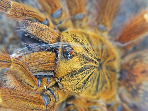 Pterinochilus murinus usambara (SpidersForge)