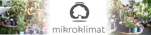 Лес в баночке МикроКлимат - Хамедора, фиттония.