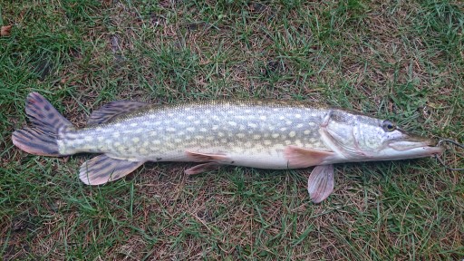 POPPER FLOPPER Воблер на щуку СОМА PIKE ZANDER 06