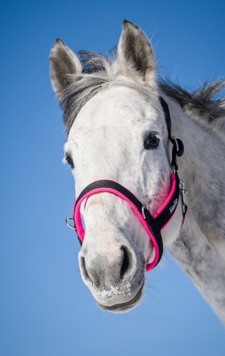 KANTAR MANMAT STABLE HALTER BRĄZOWY L