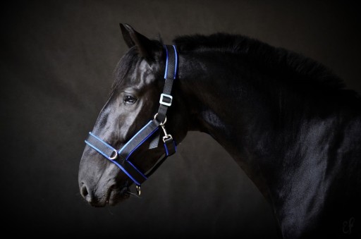 KANTAR MANMAT STABLE HALTER BRĄZOWY L