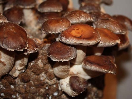 Shiitake – PŁYNNA GRZYBNIA 10ml