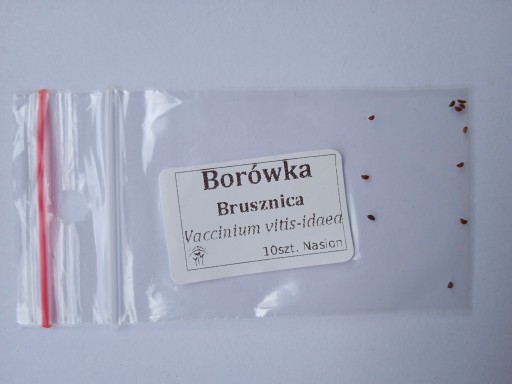 BLONBERRY SEEDS, красное многолетнее растение