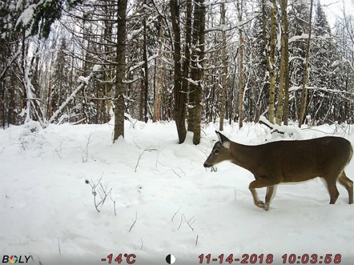 Fotopułapka kamera leśna BG410-M wysyła MMS monitoring