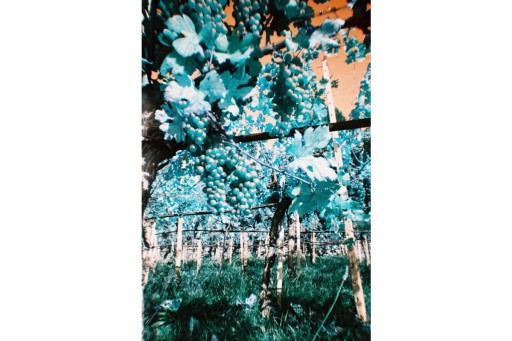 Простая в использовании камера Lomography Бирюзового цвета